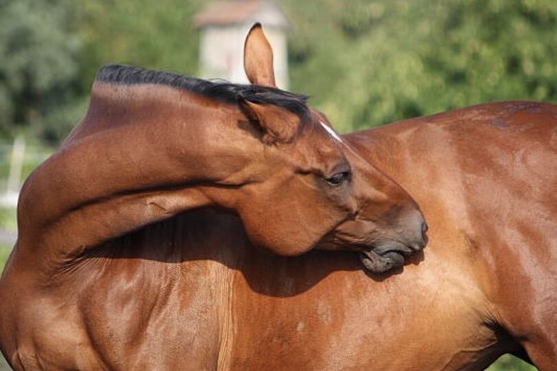photo dermite cheval