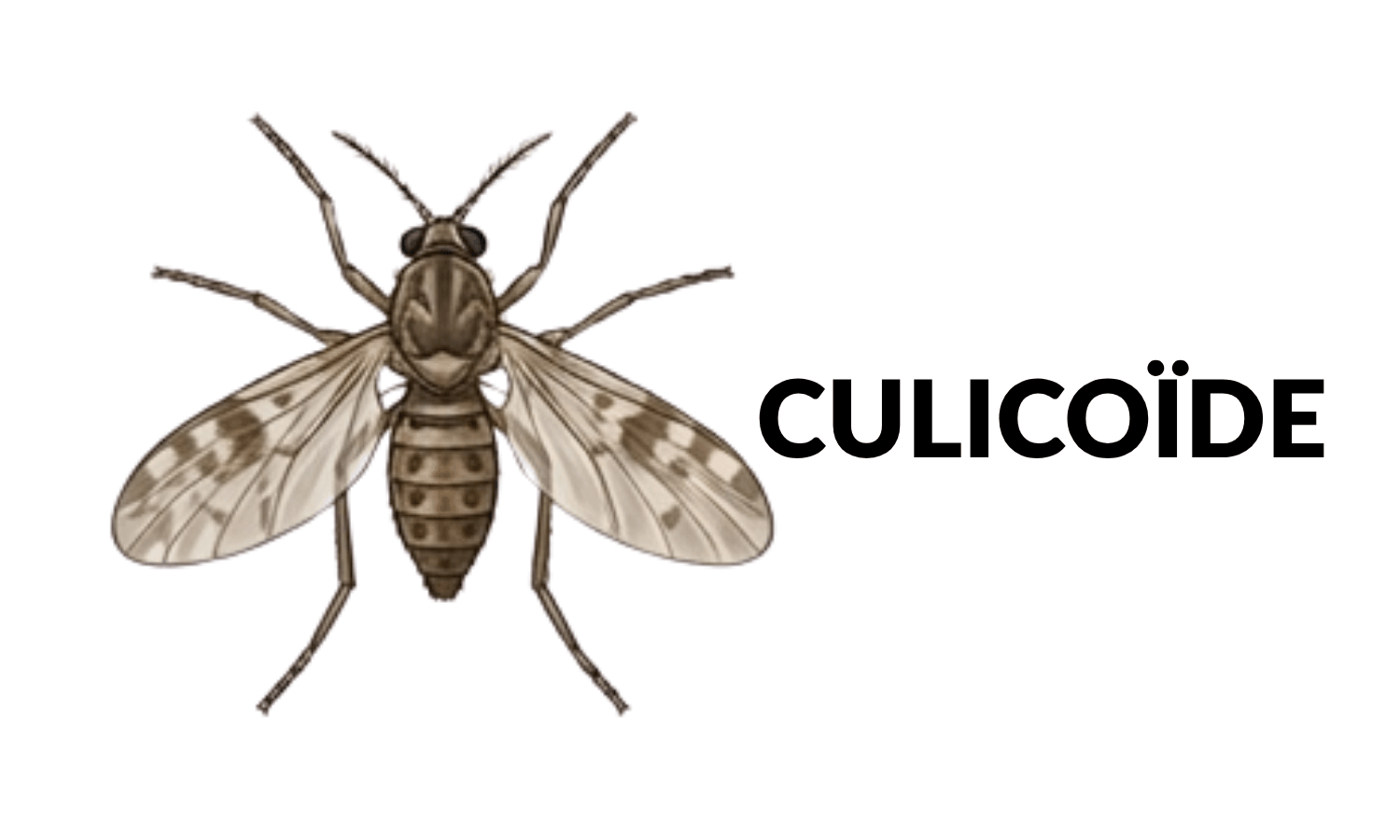insecte culico&iuml;de cheval dermite