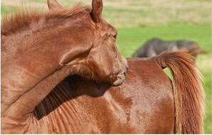 dermite estivale cheval 