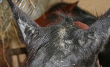 dermite estivale cheval 