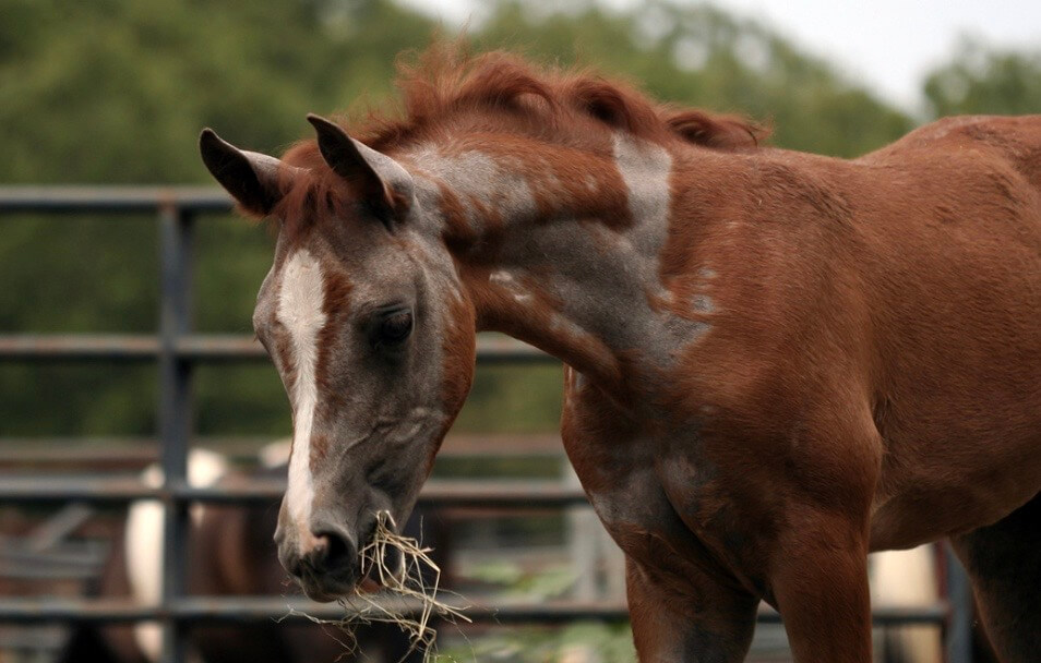 soins contre dermite cheval 