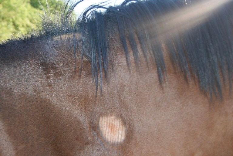 dermite estivale cheval 