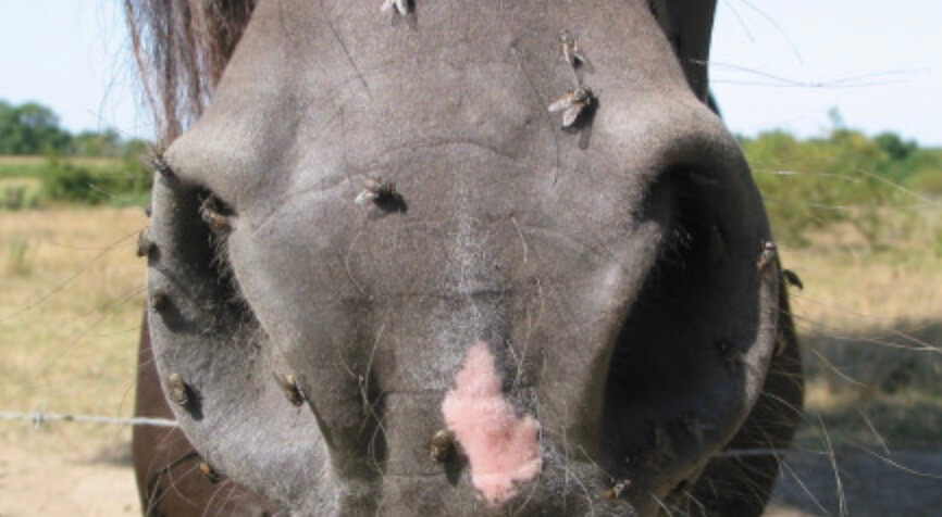 dermite estivale cheval 