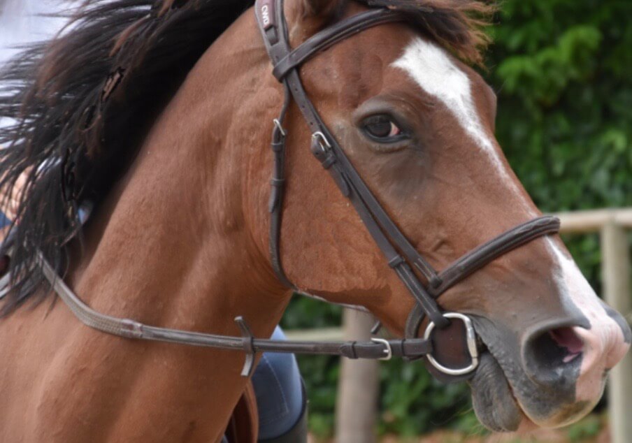 dermite estivale cheval 