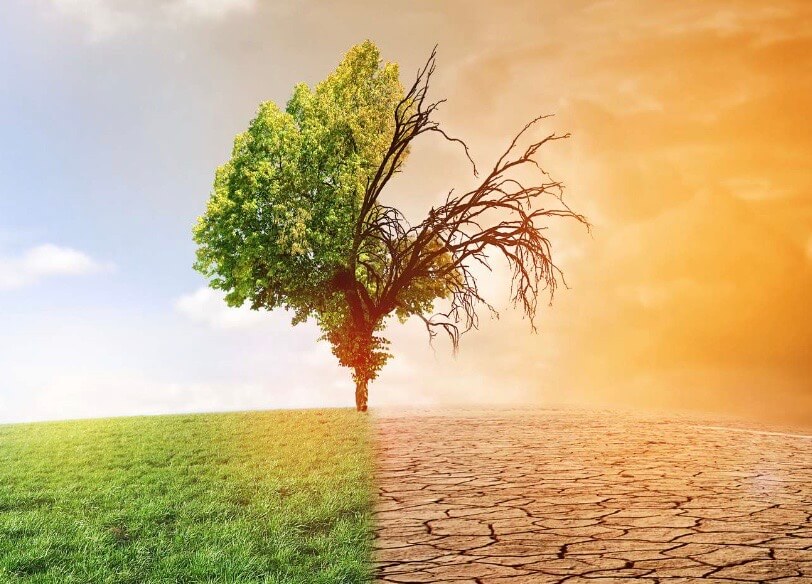 dermite estivale cheval 