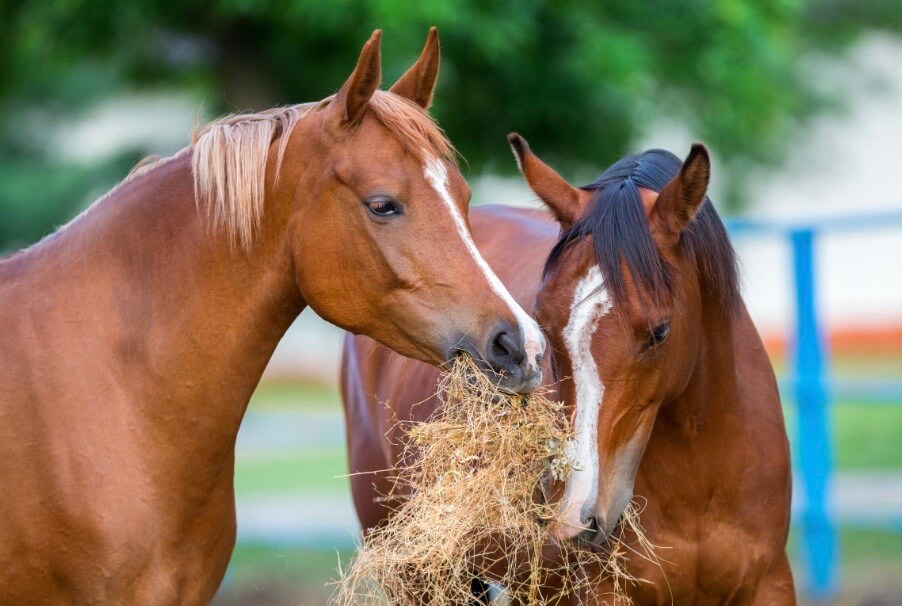 dermite estivale cheval ourmilli&egrave;re cheval 