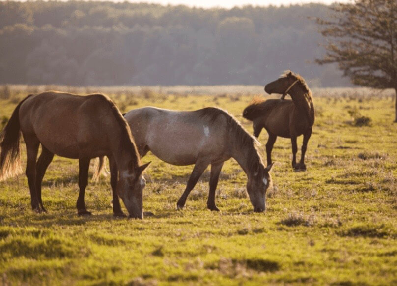 dermite estivale cheval fourmilli&egrave;re cheval 