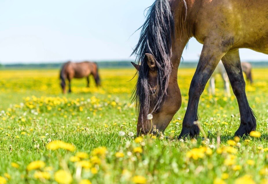 soins contre dermite cheval 