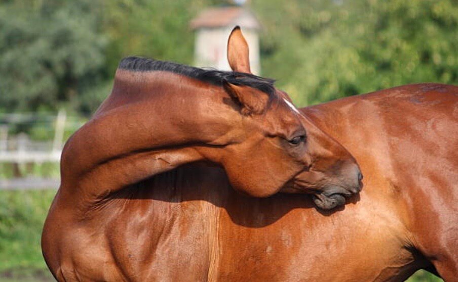 dermite estivale cheval 