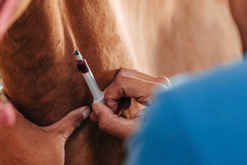 allergie prise de sang cheval 
