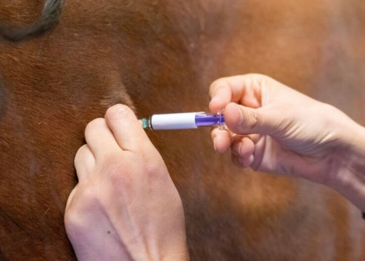 Allergie grattage cheval