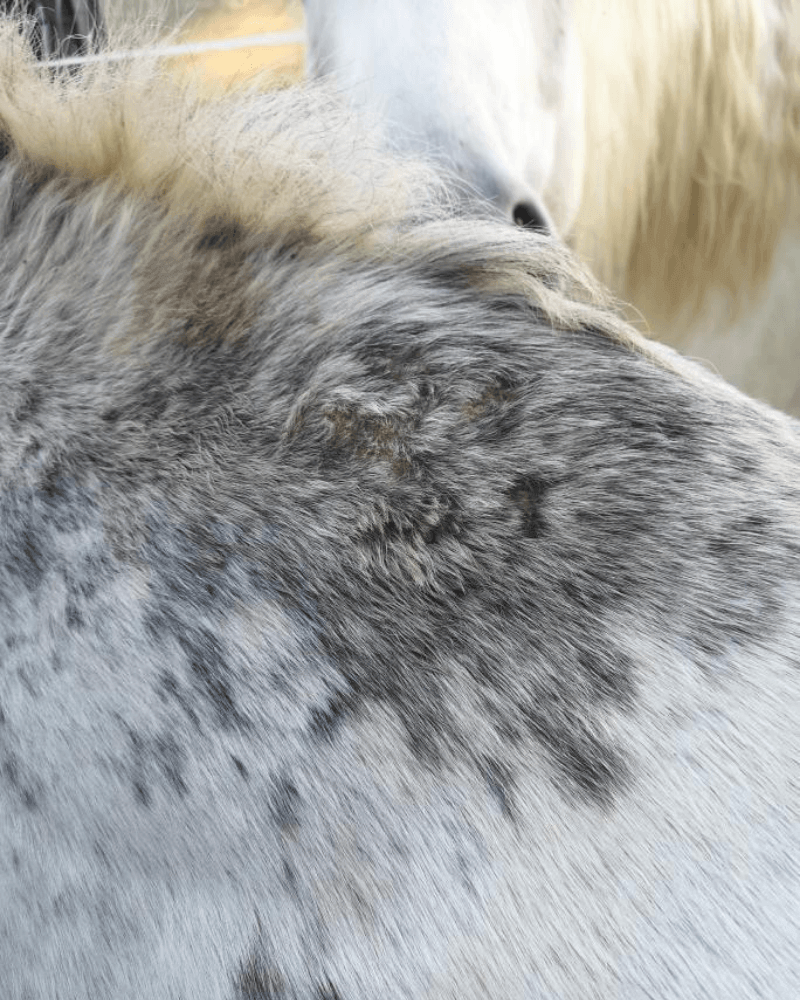 cheval dermite peau dure