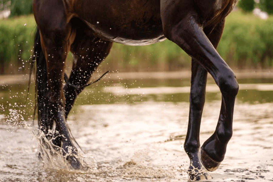 gale de boue lymphangite cheval