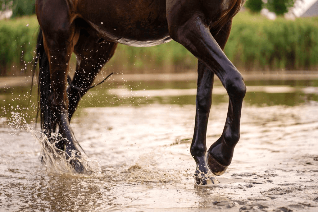gale de boue cheval lymphangite