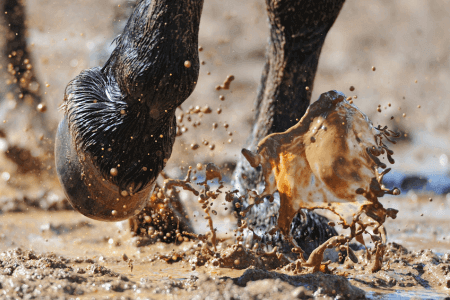 routine de soins gale de boue cheval