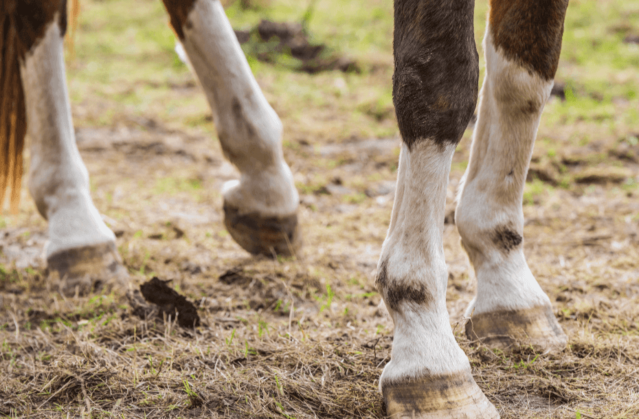 produits occlusifs cheval