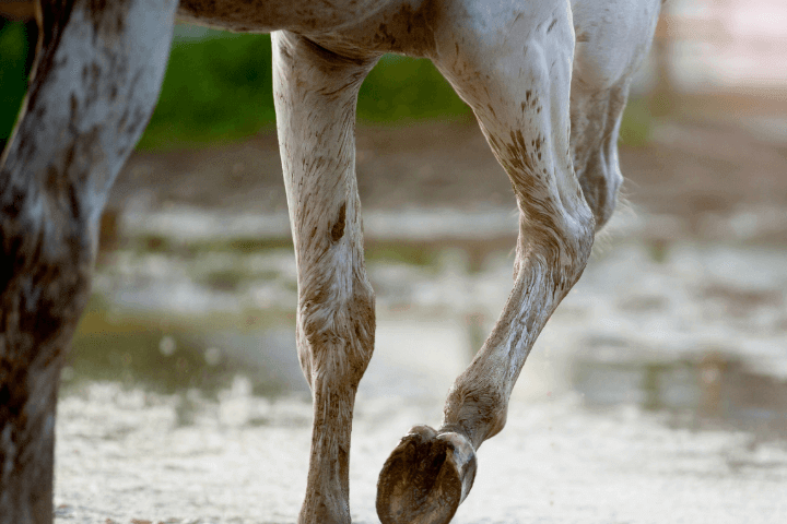 cro&ucirc;tes de gale de boue cheval