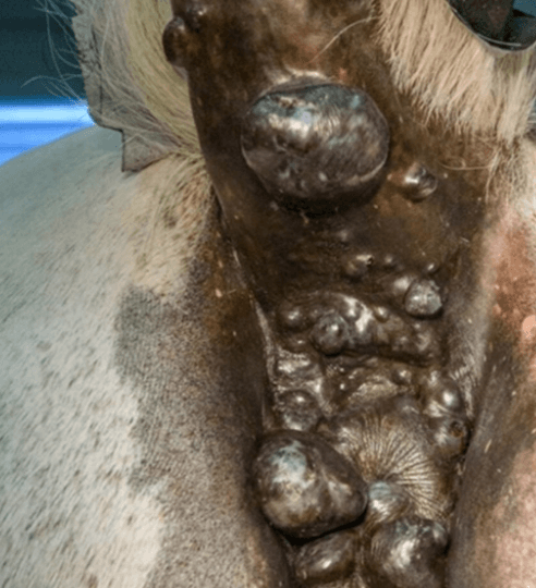 d&eacute;finition M&eacute;lanome cheval
