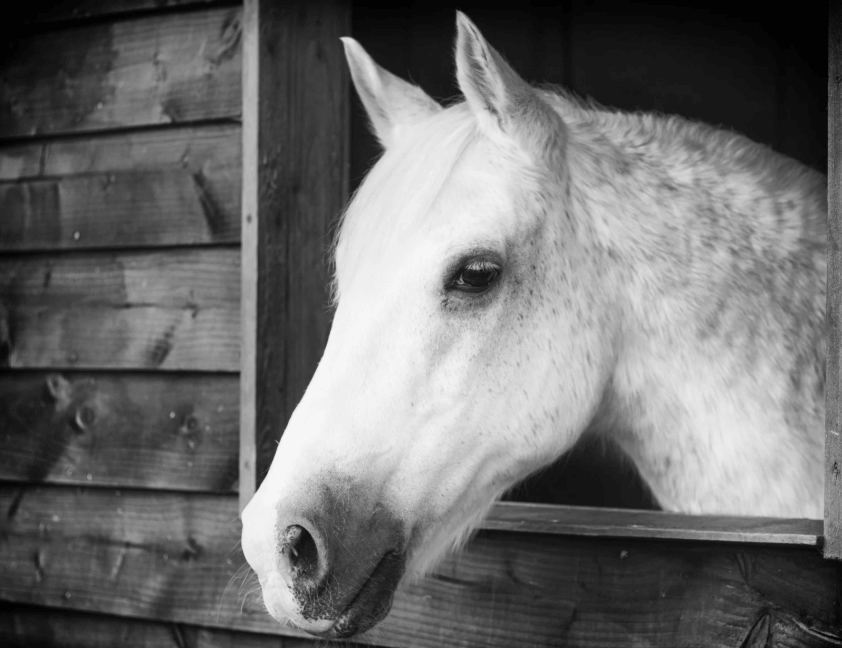 M&eacute;lanome cheval