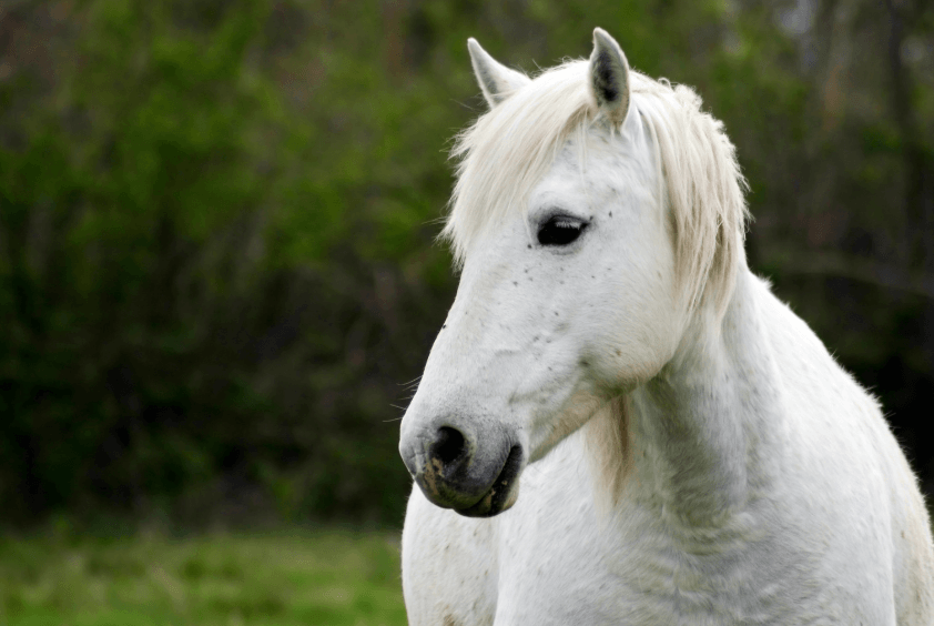 M&eacute;lanome cheval