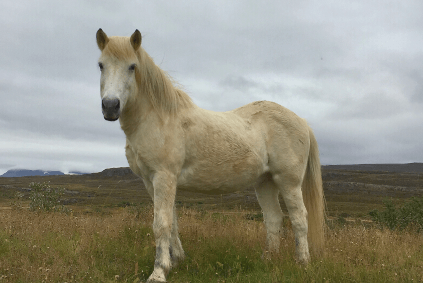 M&eacute;lanome dormant cheval