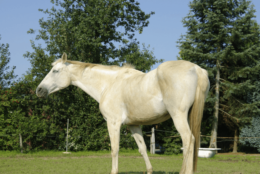 confort M&eacute;lanome cheval