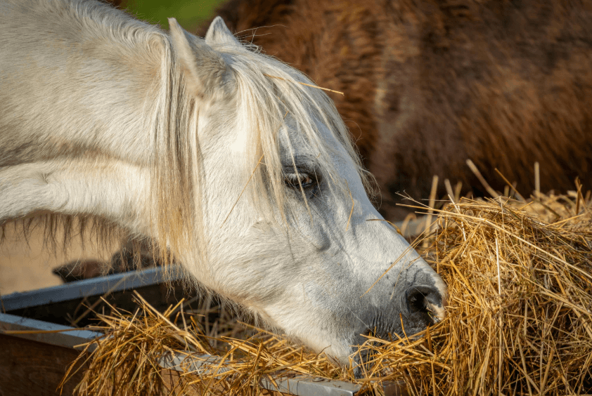 Zone M&eacute;lanome cheval