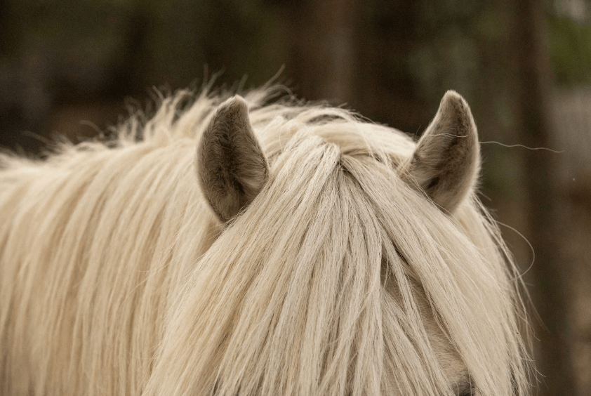M&eacute;lanome oreille cheval