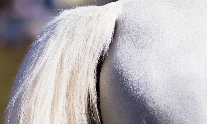 M&eacute;lanome cheval