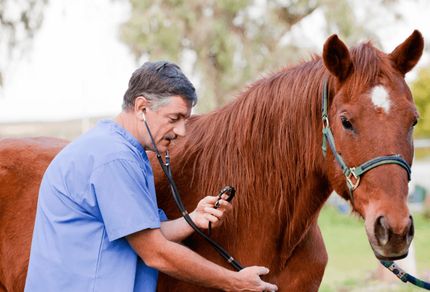 biospie cheval