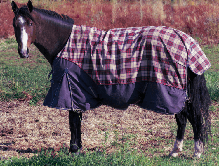 mycose t&ecirc;te cheval