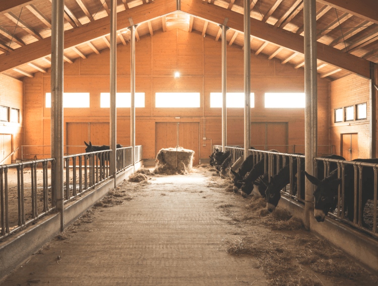 mycose sympt&ocirc;me