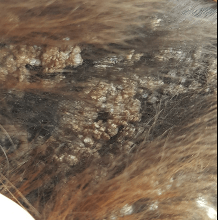 champignon oreille cheval