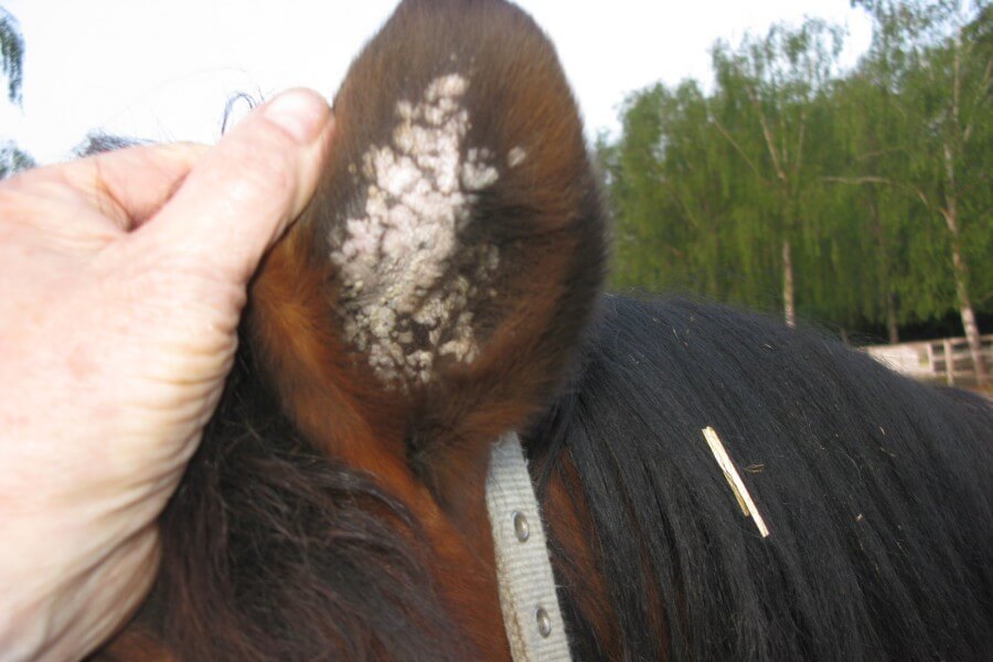 Symptome und Komplikationen von Mykosen beim Pferd