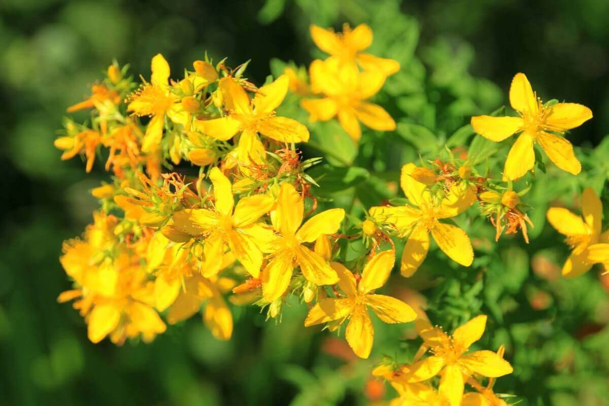 Photosensibilisierende Pflanzen Pferd