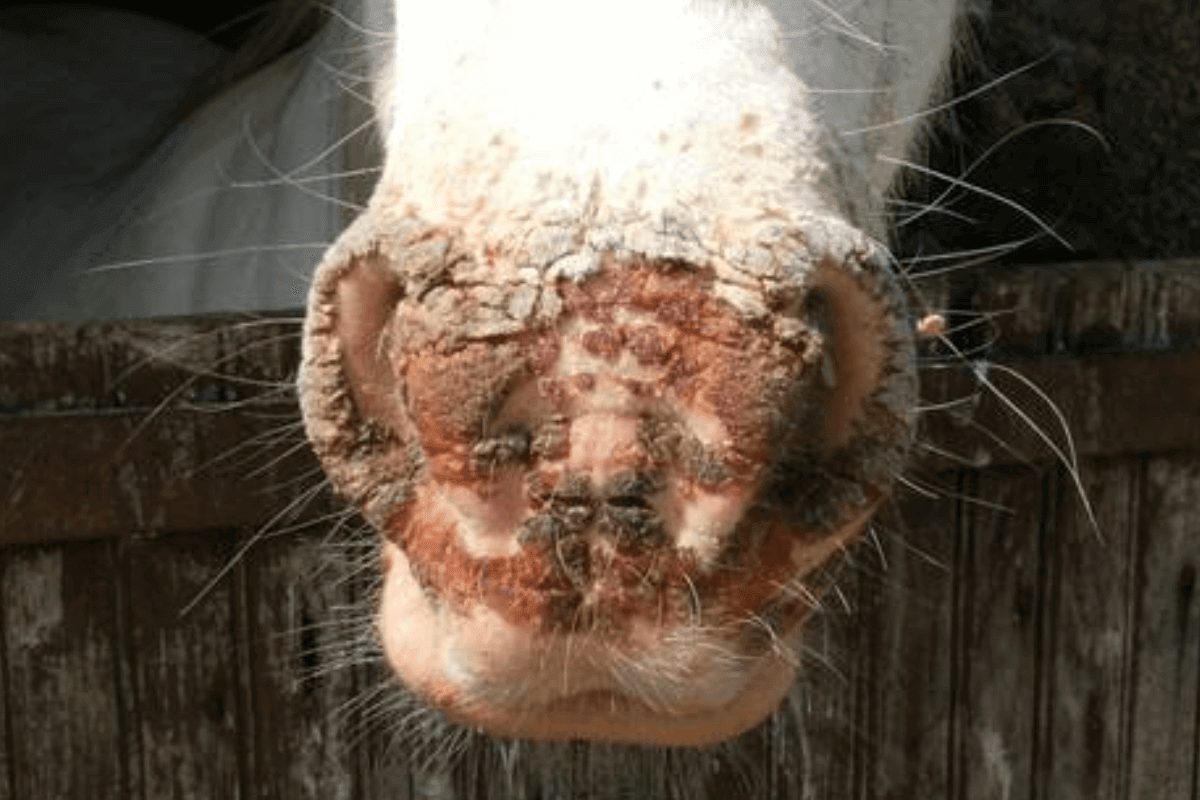 Photosensibilisierung beim Pferd