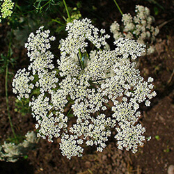plantes photosensibilisantes cheval pr&eacute;s 