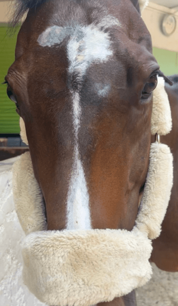 r&eacute;cidive sarcoide cheval