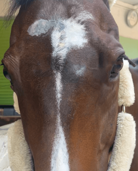 Sarcoide cheval