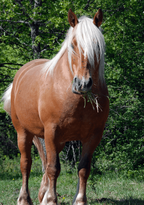 sarcoide flan cheval
