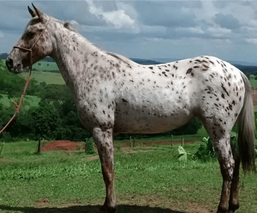 sarcoide cheval