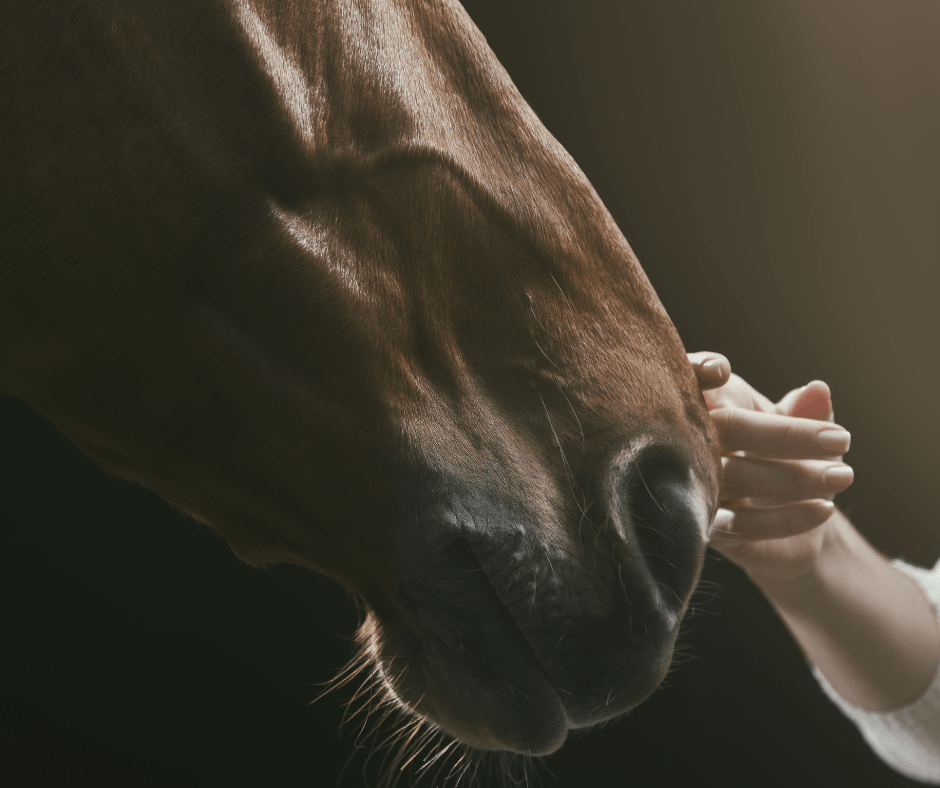 maladie respiratoire liti&egrave;re cheval
