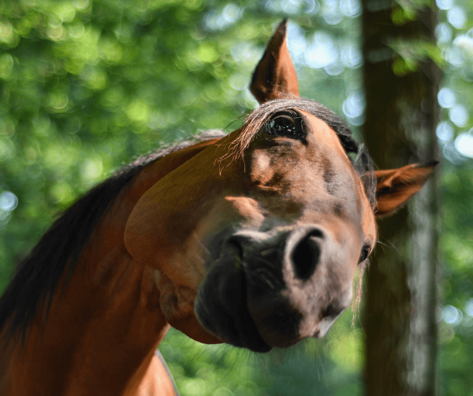 d&eacute;mangeaisons cheval