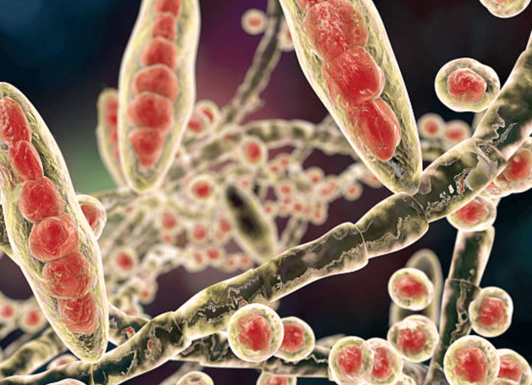 trichophyton equinum