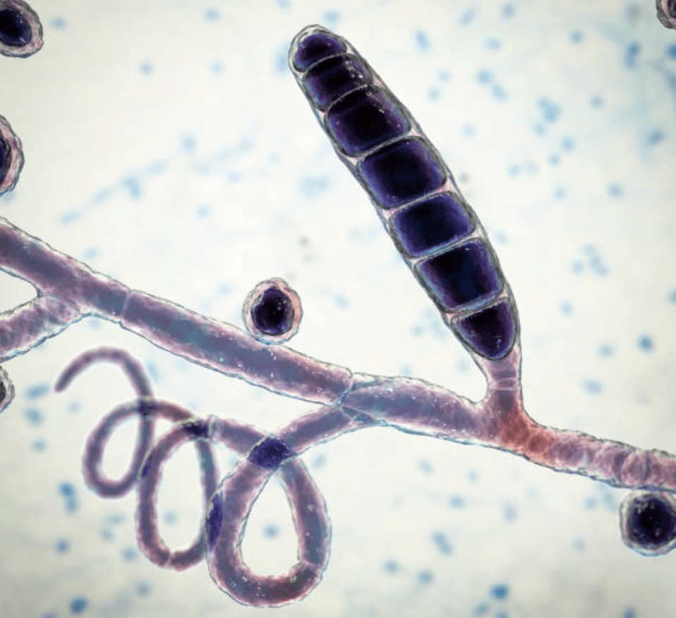 trichophyton verrucosum 