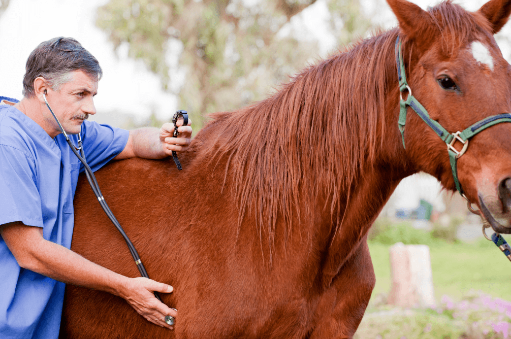 v&eacute;t&eacute;rinaire