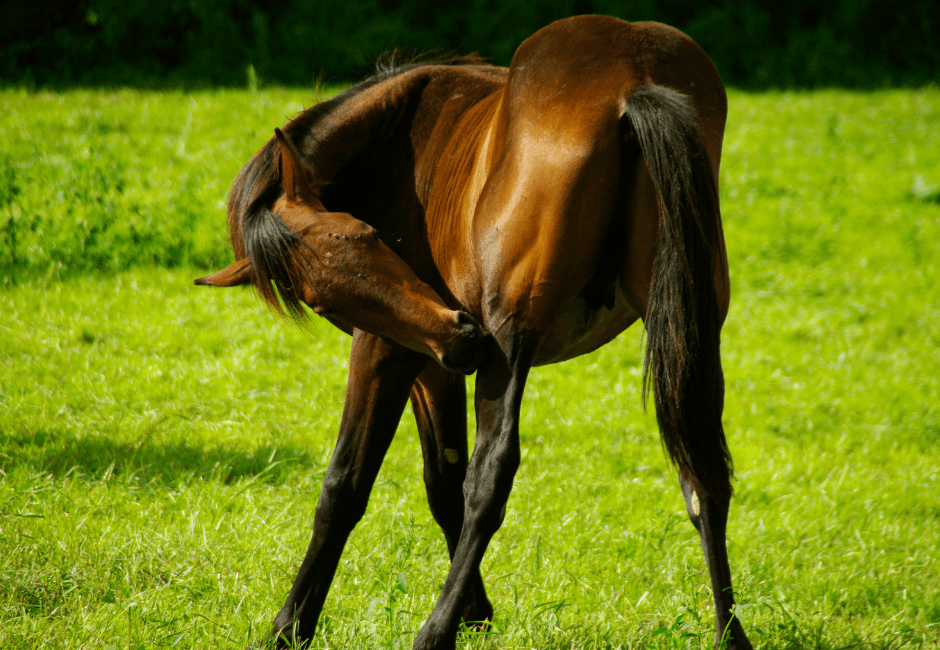 d&eacute;mangeaisons cheval