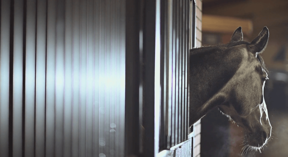 Isoler cheval infect&eacute; 