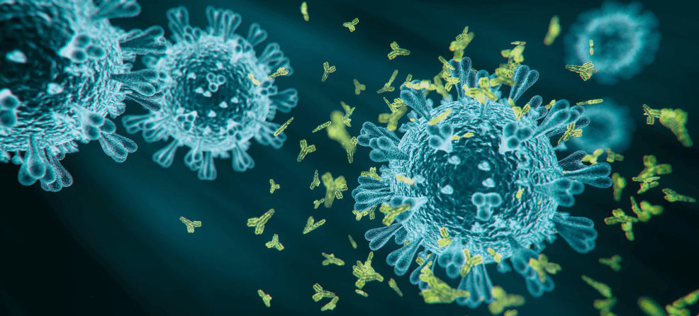 Production d'anticorps