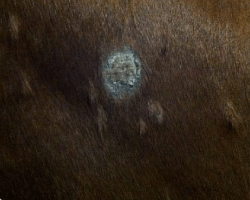 lich&eacute;nification cheval